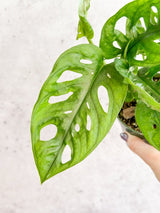 mini swiss cheese plant Monstera adansonii