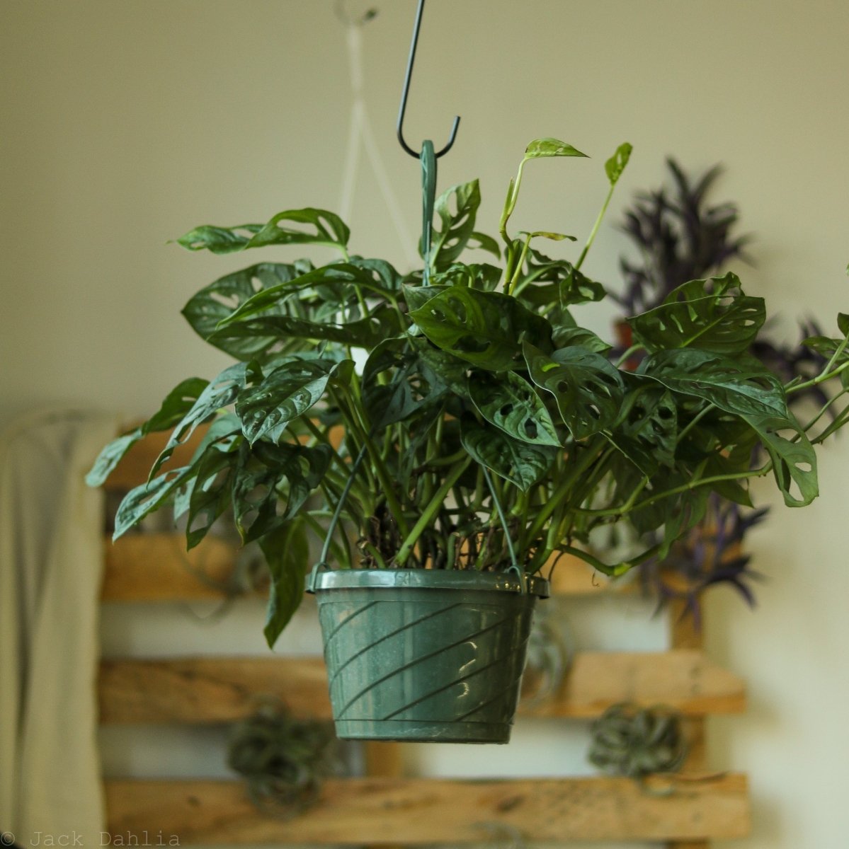 where to buy swiss cheese plant Monstera adansonii