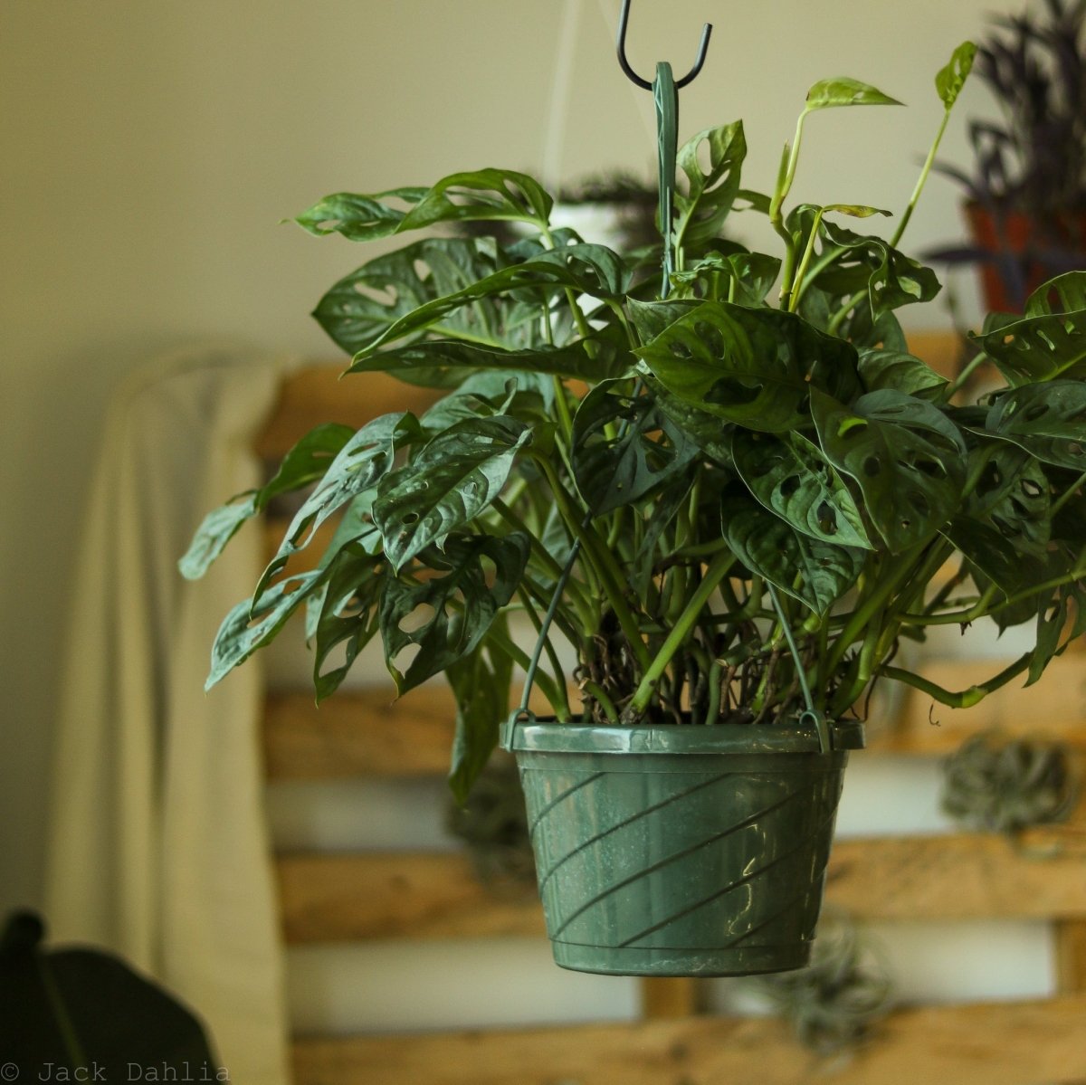 Monstera Adansonii Swiss Cheese Plant - 4 Inch - Ed's Plant Shop