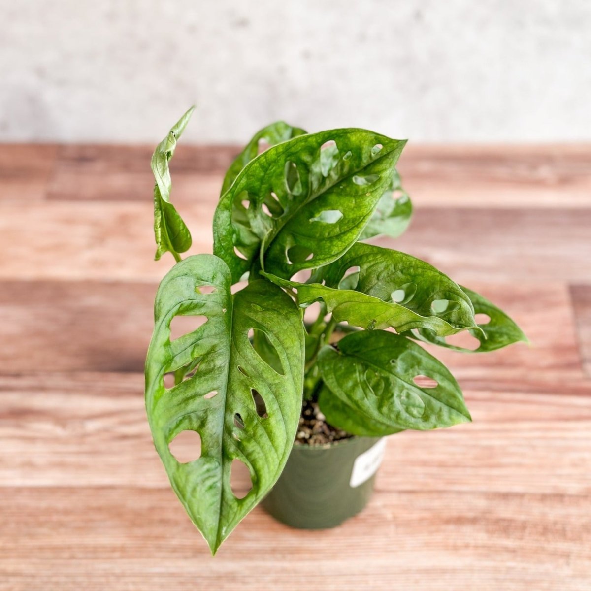 swiss cheese plant for sale near me Monstera Adansonii Swiss Cheese Plant