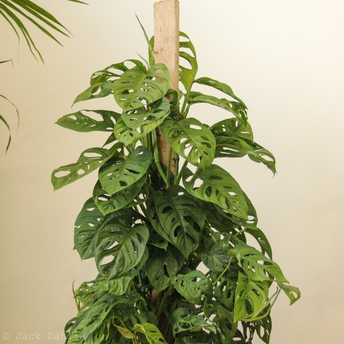monstera adansonii plant Monstera adansonii