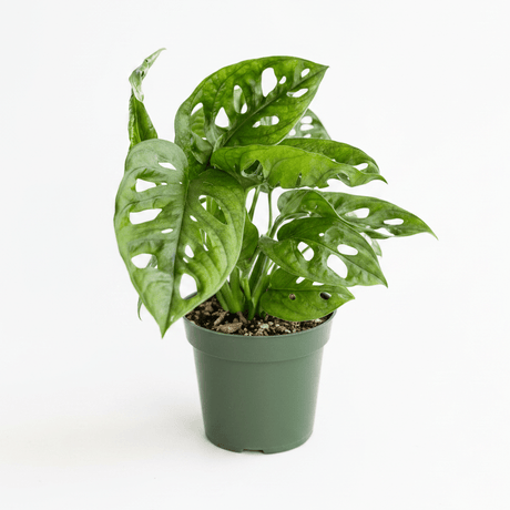 A small potted Monstera plant with green variegated leaves and natural leaf holes, in a dark green plastic nursery pot on a clean white background.