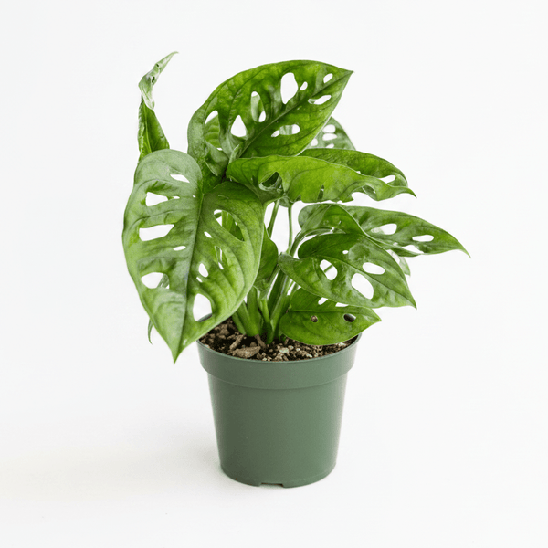 A small potted Monstera plant with green variegated leaves and natural leaf holes, in a dark green plastic nursery pot on a clean white background.