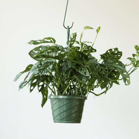 Monstera Adansonii Swiss Cheese Plant - Ed's Plant Shop