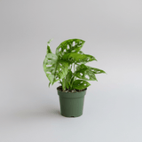 Monstera Adansonii Swiss Cheese Plant - Ed's Plant Shop