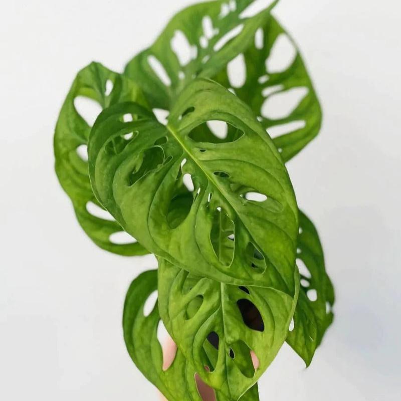 Buy Monstera 'Wide Form'  Swiss Cheese Plant | Ed's Plant Shop  Ed's  Plant Shop