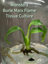 Monstera Burle Marx Flame Plantlet - Ed's Plant Shop