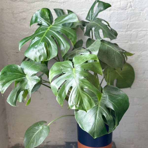 Large established Monstera deliciosa plant with split leaves on plant stand