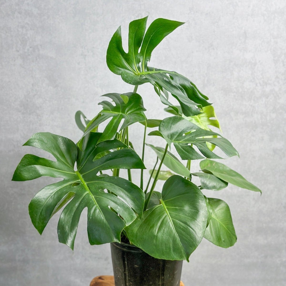 Monstera Deliciosa Floor Plant - Ed's Plant Shop