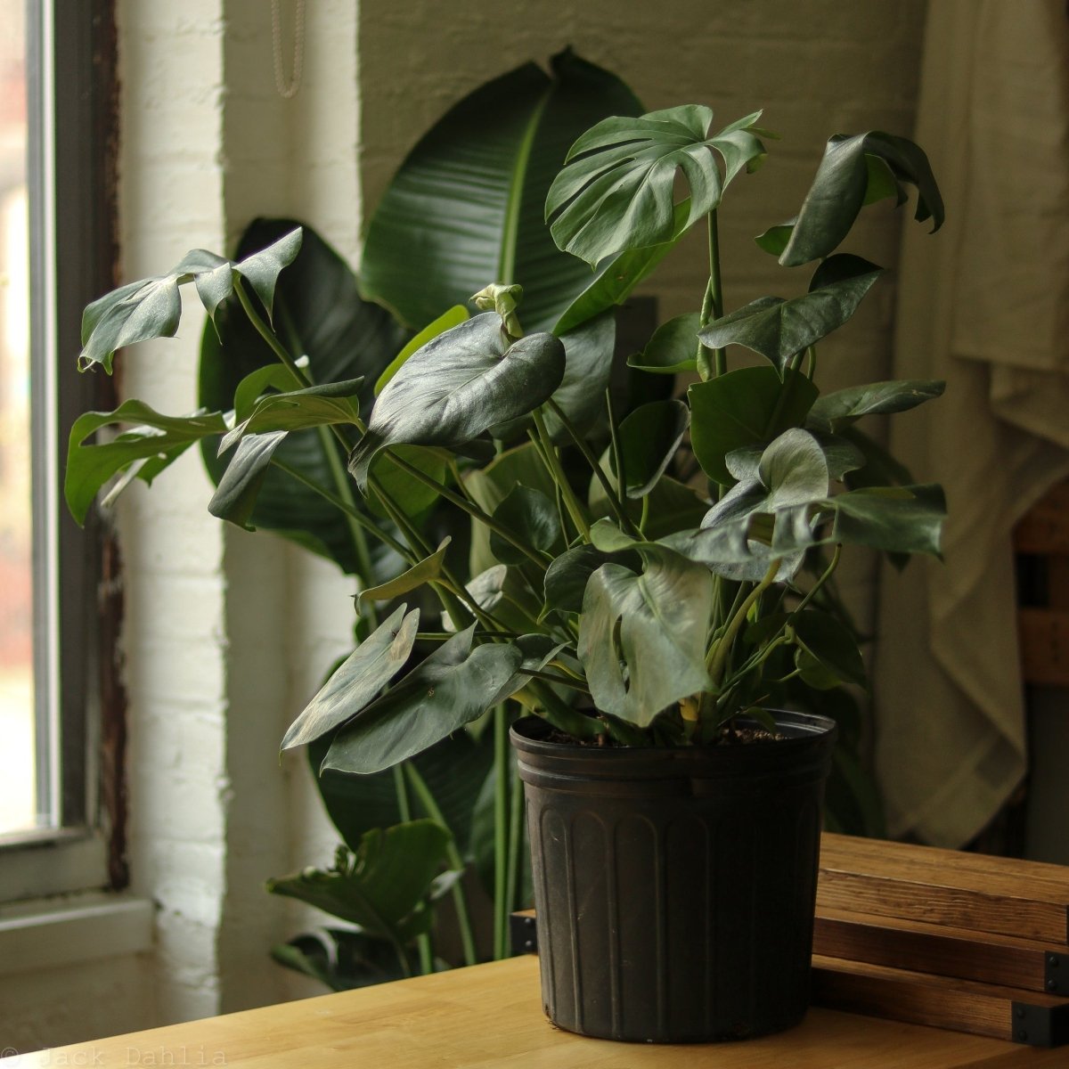 Monstera Deliciosa Floor Plant - Ed's Plant Shop