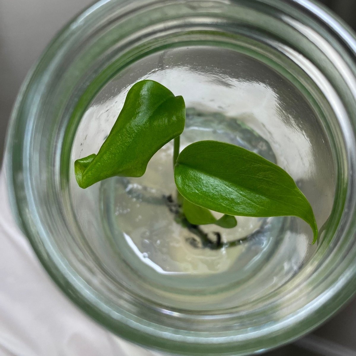 Monstera Deliciosa Sierrana Plantlets - Ed's Plant Shop