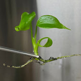 Monstera Deliciosa Sierrana Plantlets - Ed's Plant Shop