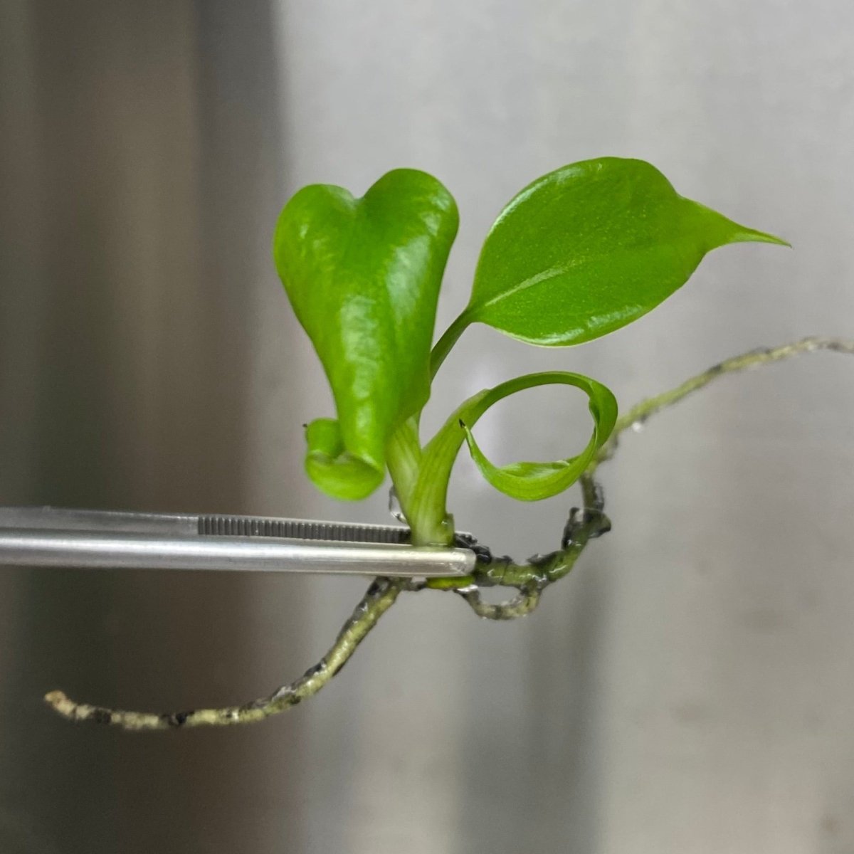 Monstera Deliciosa Sierrana Plantlets - Ed's Plant Shop