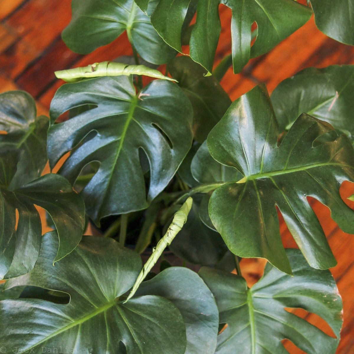 Close-up of a mature Monstera deliciosa leaf showing deep natural splits and texture.
