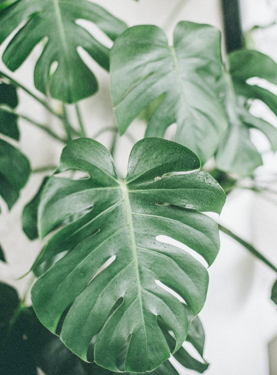 Monstera deliciosa | Split-Leaf Philodendron – Ed's Plant Shop