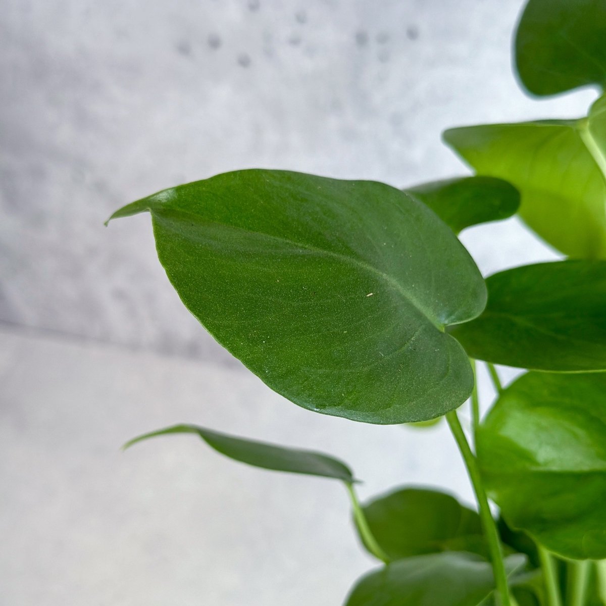 philodendron monstera split leaf plants Monstera Deliciosa Split Leaf Philodendron 10"