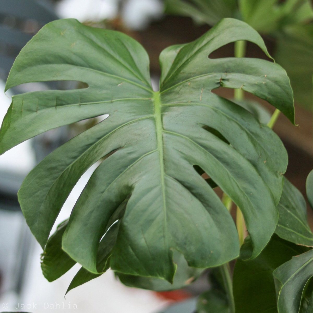 mature monstera deliciosa Monstera Deliciosa Split Leaf Philodendron 10"