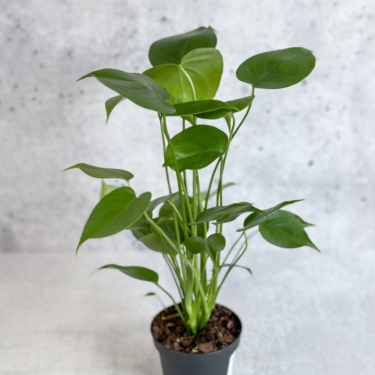 philodendron monstera not splitting 4" Nursery Pot