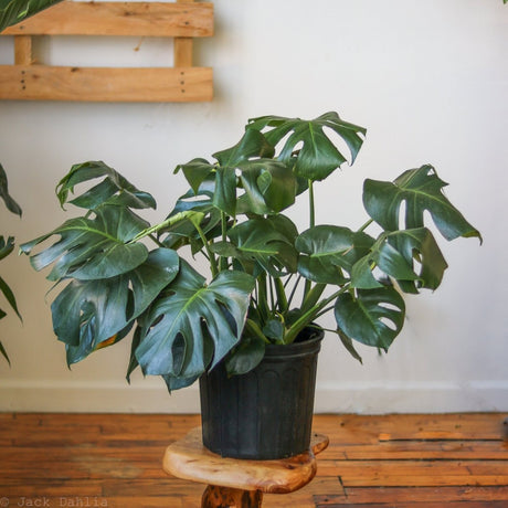 Large Monstera deliciosa plant in a black pot on a wooden stool in natural light.