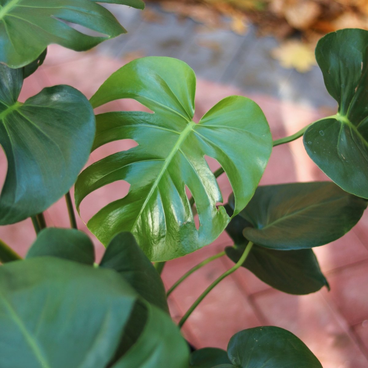 buy monstera deliciosa plant nyc Monstera Deliciosa Split Leaf Philodendron 10"