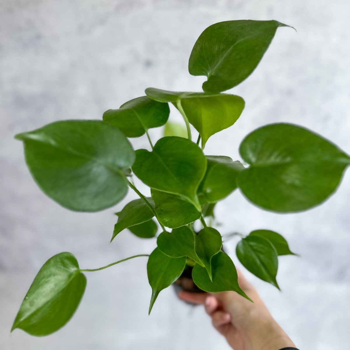 the plant farm monstera deliciosa split leaf 6 inch plant Monstera Deliciosa Split Leaf Philodendron 10"