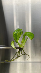 Monstera deliciosa 'Yellow Marilyn' Plantlet - Ed's Plant Shop