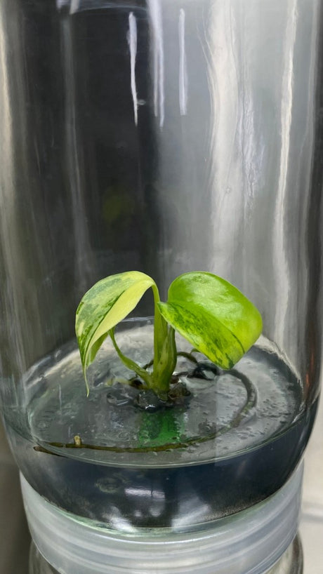 Monstera deliciosa 'Yellow Marilyn' Plantlet - Ed's Plant Shop