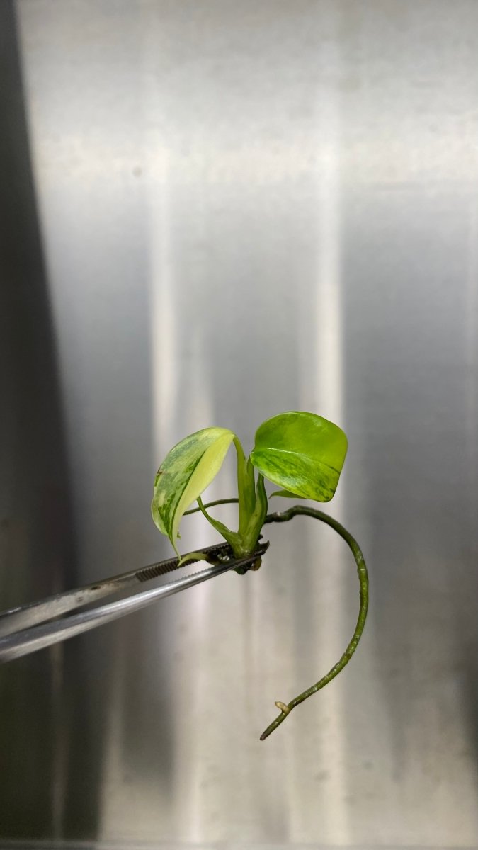 Monstera deliciosa 'Yellow Marilyn' Plantlet - Ed's Plant Shop