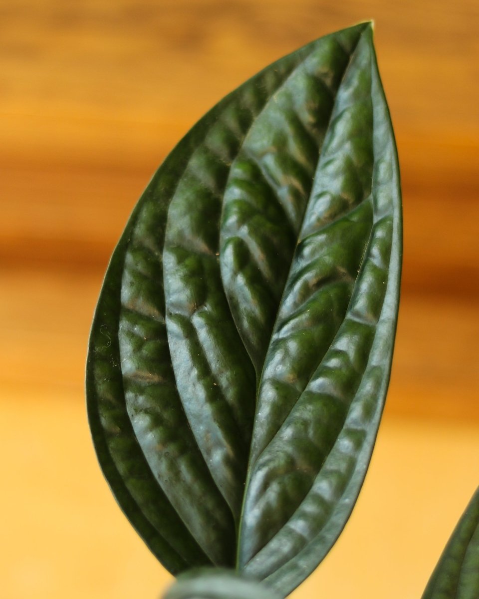 https://edsplantshop.com/cdn/shop/files/monstera-karstenianum-monstera-peru-various-sizes-277306.jpg?v=1732259406&width=1214&utm_source=chatgpt.com