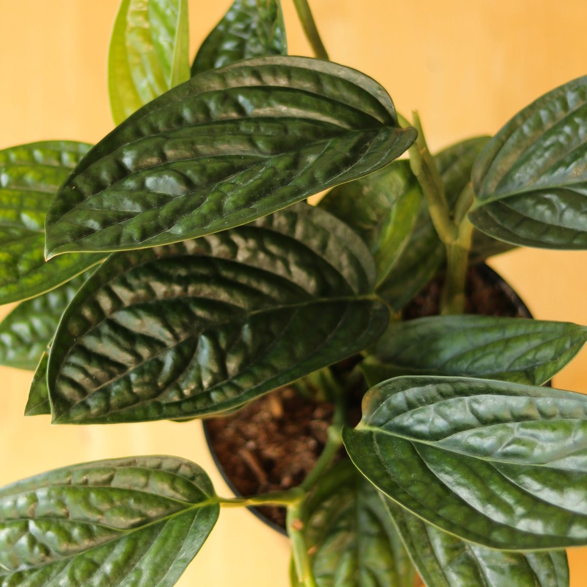 monstera peru large Monstera 'Peru': Spectacular Leaves & Fast Growth