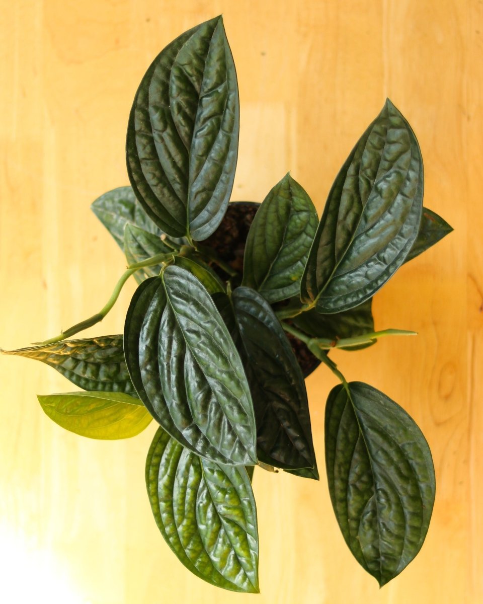 monstera peru in the wild Monstera 'Peru': Spectacular Leaves & Fast Growth
