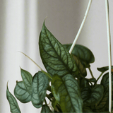 monstera siltepecana hanging basket Monstera Siltepecana: Strong Vining Trailing Plant – Ed's Plant Shop