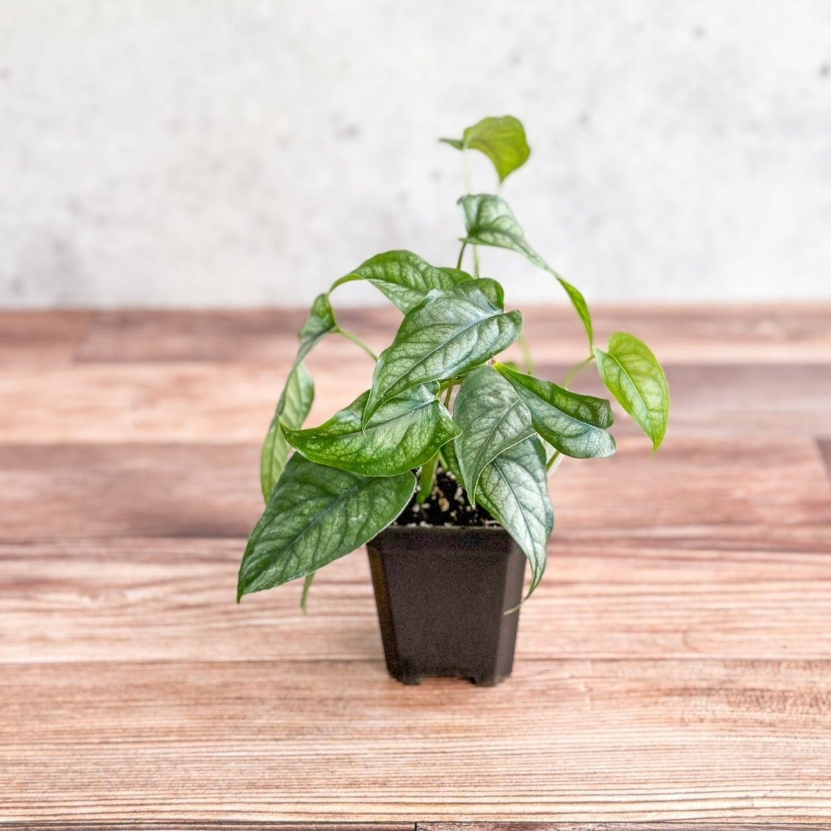 Monstera Siltepecana - Silverleaf Monstera - Various Sizes - Ed's Plant Shop