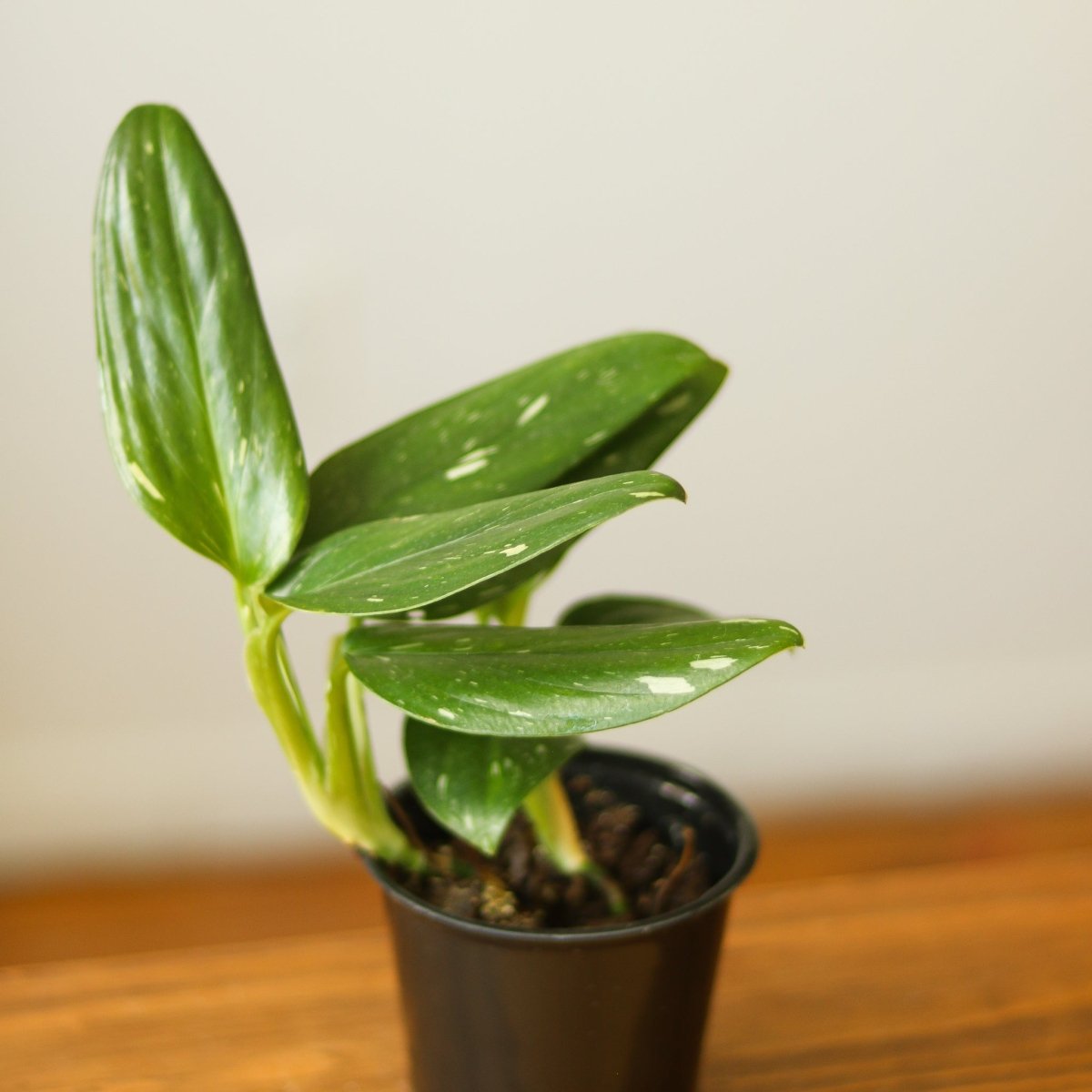 Monstera standleyana albo variegata orders #45 - Rare Exotic Houseplants and Fast Shipping - Pls read description