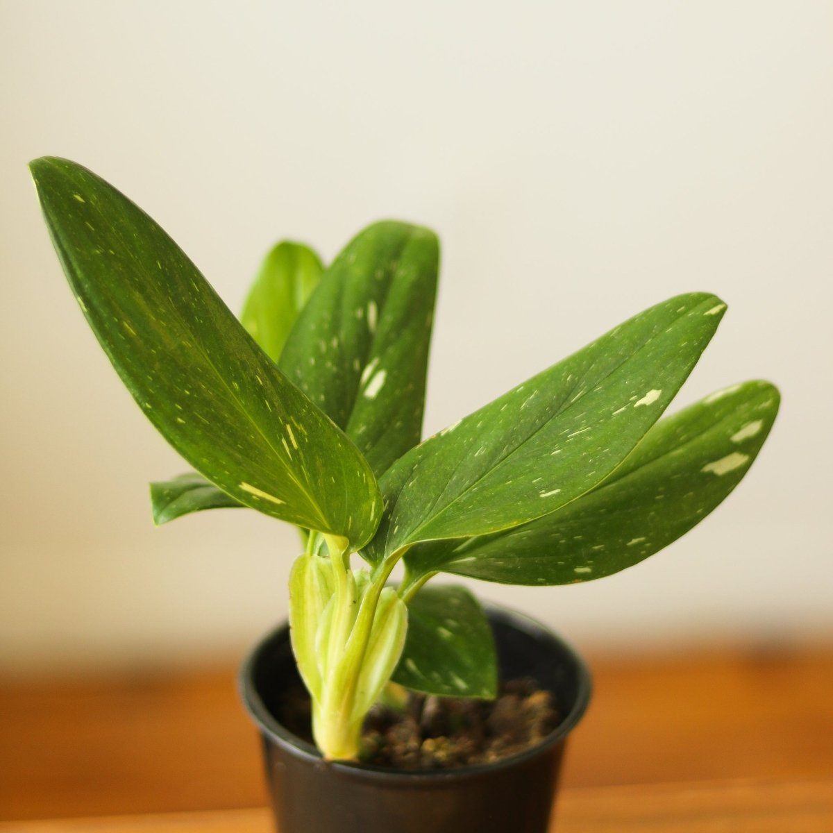 Monstera standleyana albo - Ed's Plant Shop