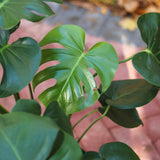 Monstera deliciosa - Split-Leaf Philodendron