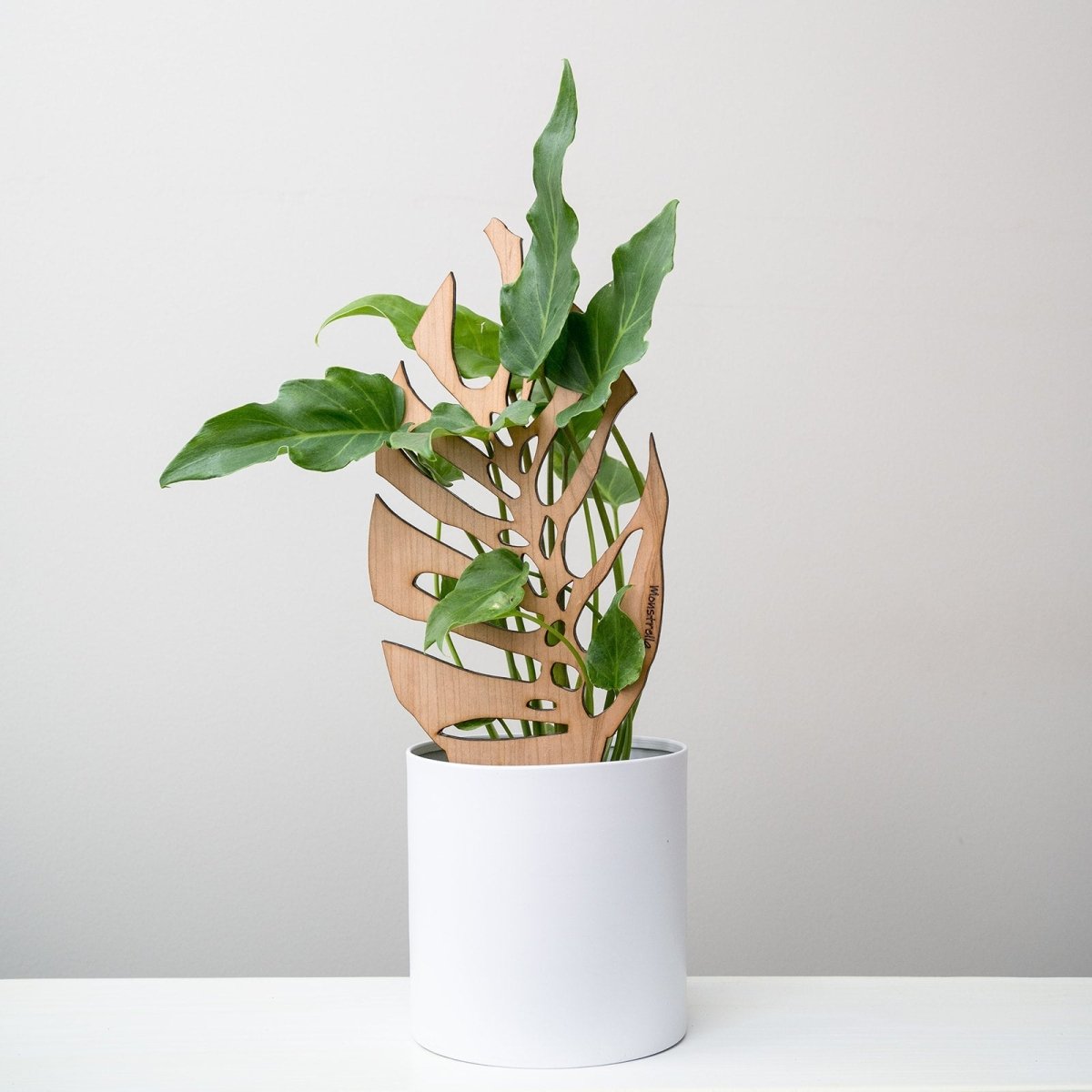 monstera plant support Monstrella