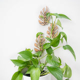 Monstrella - Wall Mounted Plant Support for Climbing Vines - Ed's Plant Shop