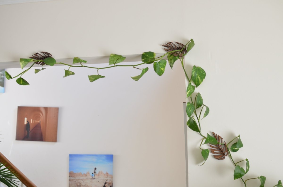 Monstrella - Wall Mounted Plant Support for Climbing Vines - Ed's Plant Shop