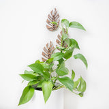 Monstrella - Wall Mounted Plant Support for Climbing Vines - Ed's Plant Shop