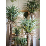 Moroccan Artificial Palm Tree In Pot - Ed's Plant Shop