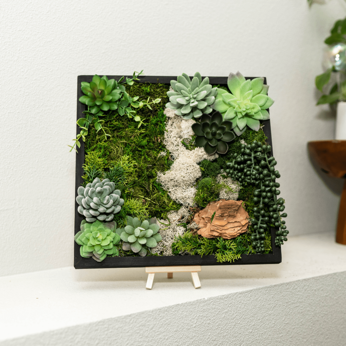succulent wall kit Moss Wall Kit – Ed's Plant Shop