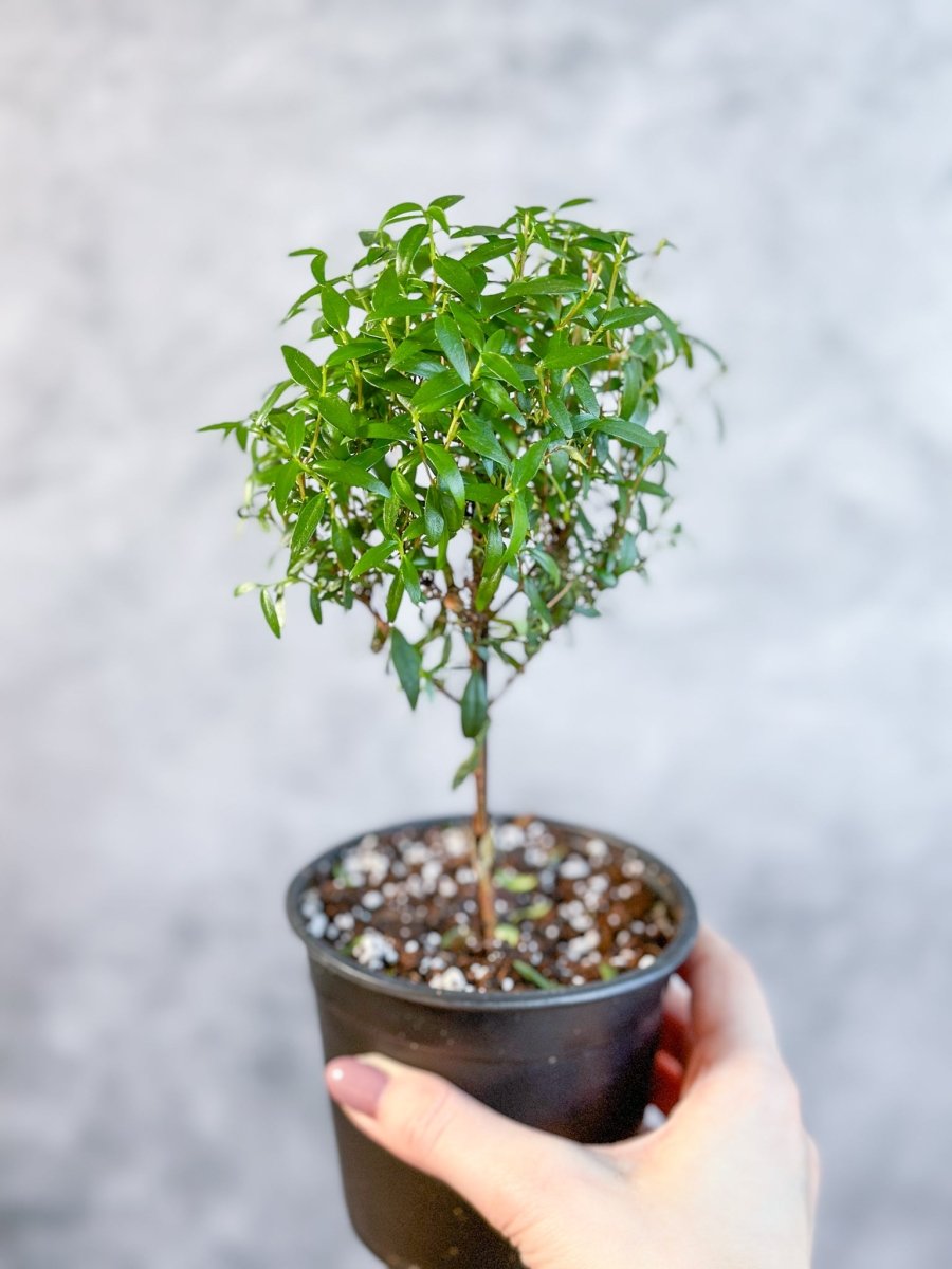 Myrtus communis - Myrtle Topiary Tree - Ed's Plant Shop