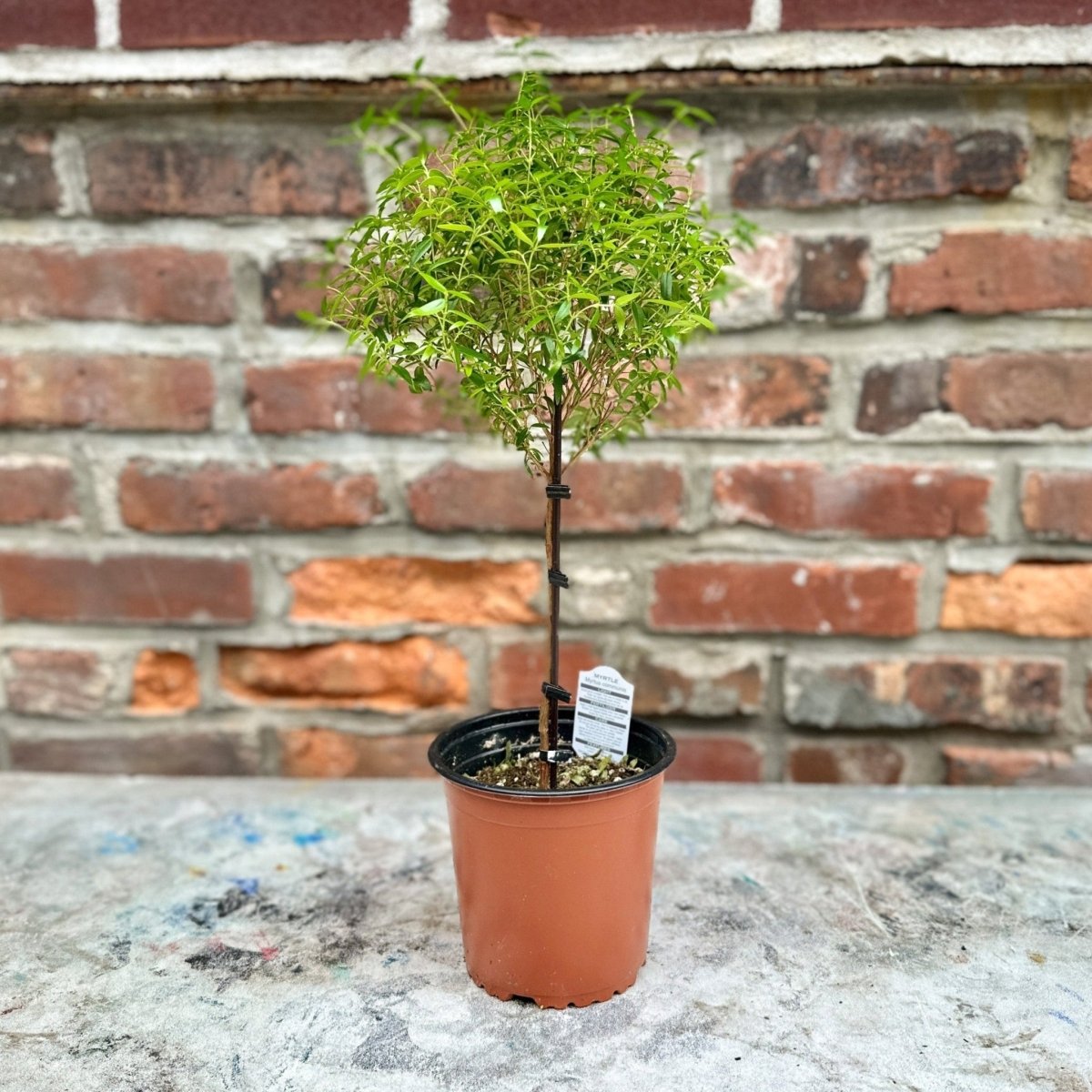 myrtle plant care indoor Myrtus communis