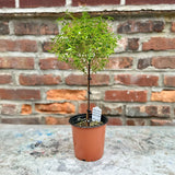 Myrtus communis - Myrtle Topiary Tree - Various Sizes - Ed's Plant Shop