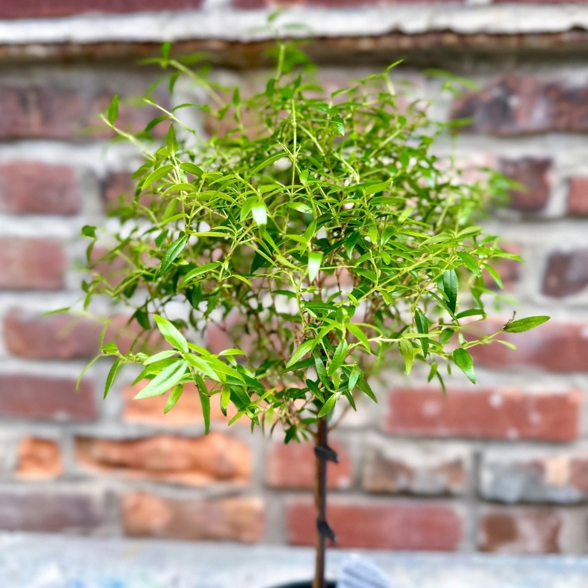 myrtle plant care indoor Myrtus communis