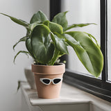 dark mystery house plant Mystery Plant