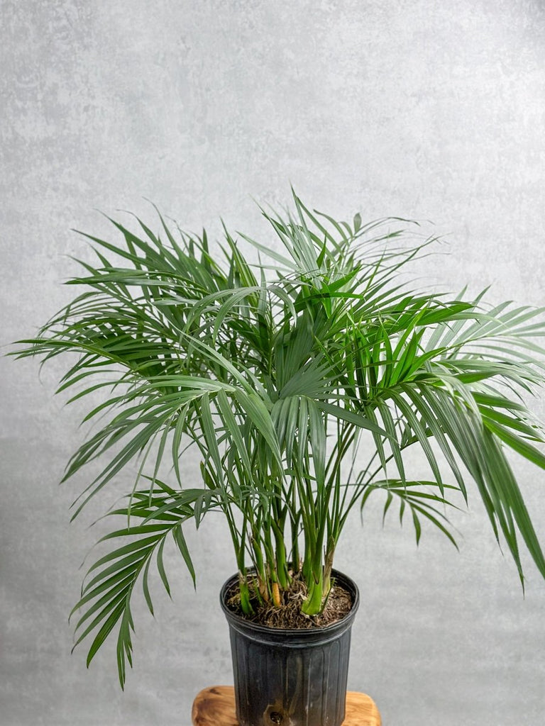 Neanthe - Bella Palm - Floor Plant - Ed's Plant Shop