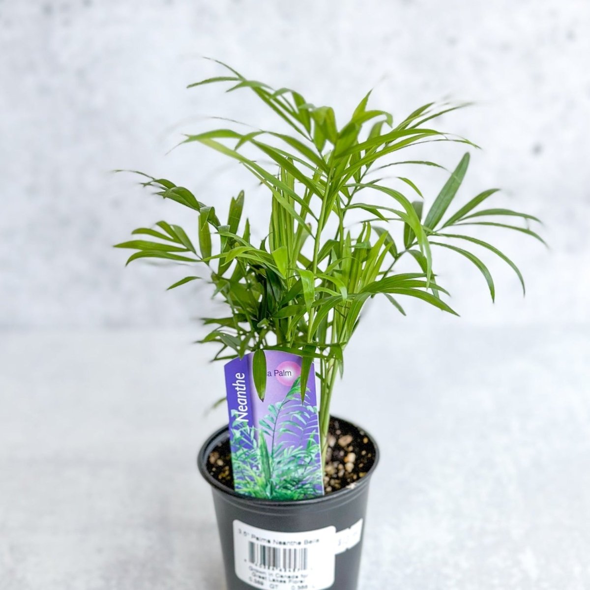 victorian parlor palm cats Neanthe Bella Palm (Chamaedorea elegans)