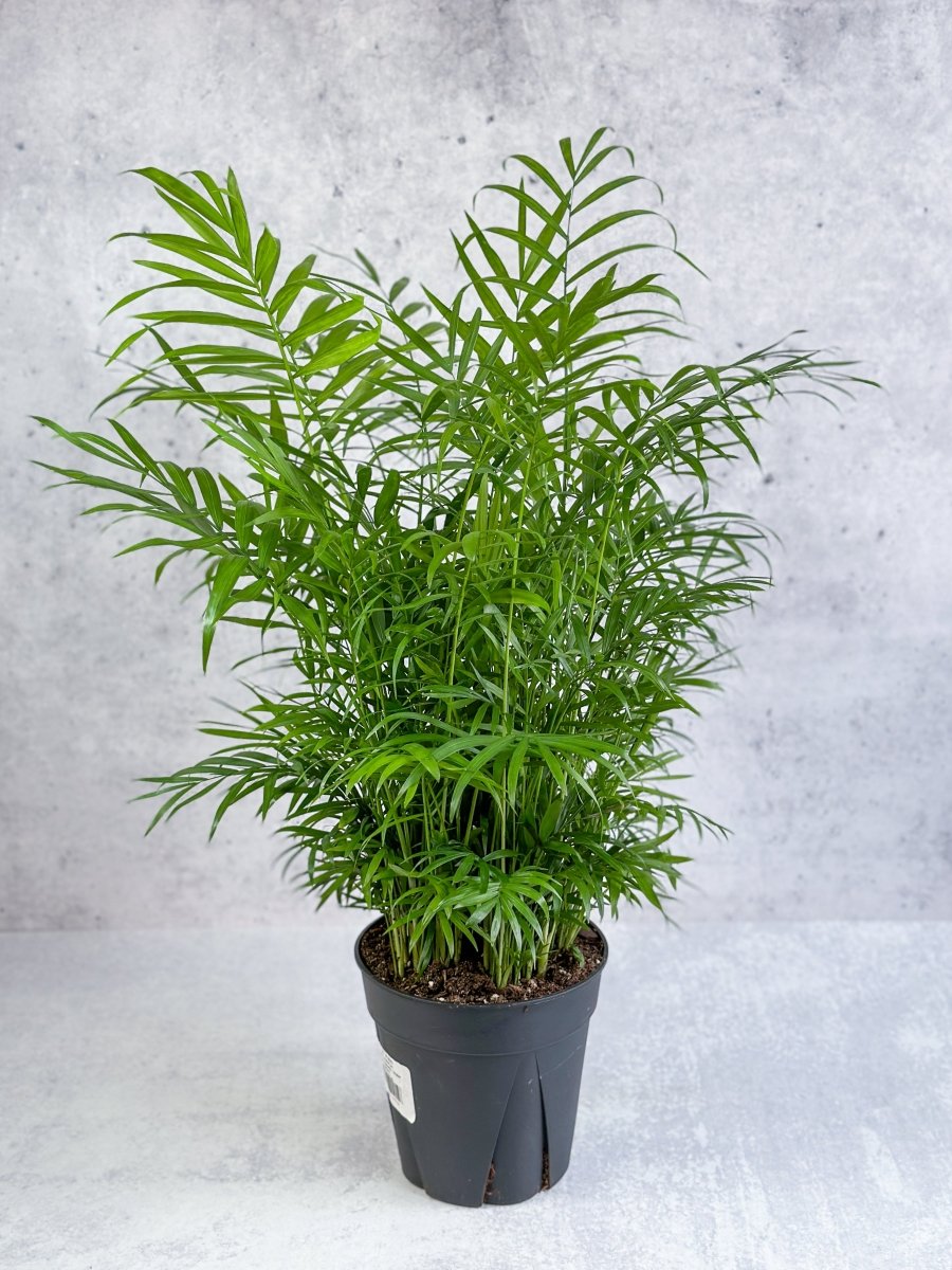 nb palm plant Chamaedorea elegans (Neanthe Bella Palm)